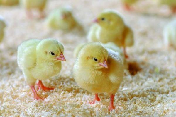 Balancius: practical results also confirm effectiveness in broilers 