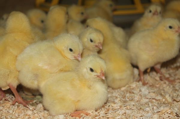 Balancius® also effective in slow-growing broilers! 