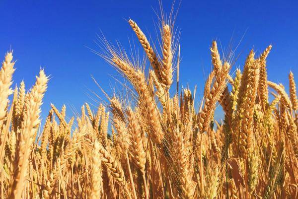 Biomin European Mycotoxin Survey - Ergebnisse 2020