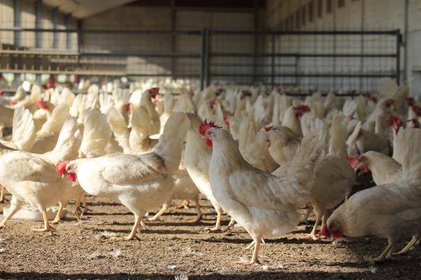 Decrease in legal maximum beta-apo carotene in broiler chick and laying hen feed