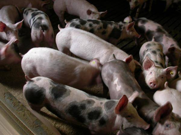 DECREASE LEGAL MINIMUM VEVOVITALL IN FATTENING PIG FEED: DOSAGE 0.3%