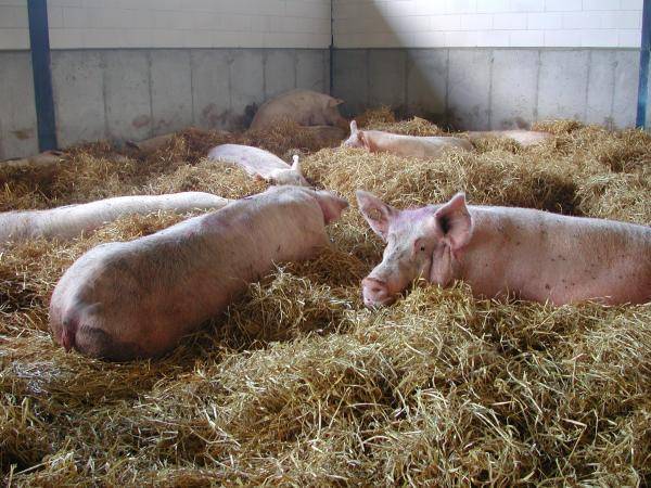Do new genetics require modified sow feed?