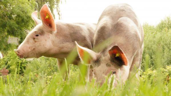 Feeding Today‘s Pig Genetics:  vernieuwde DSM voederadviezen vleesvarkens