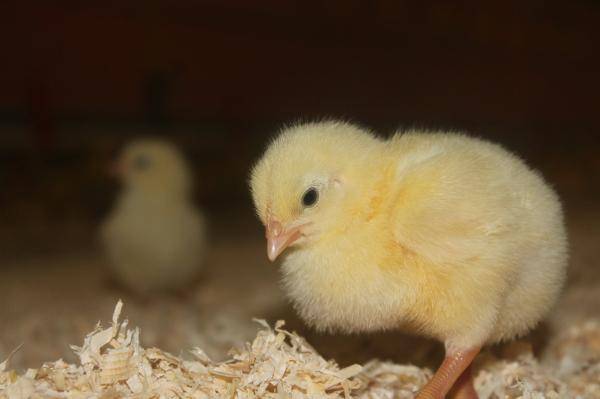 Gebruik Avatec en Cygro tijdelijk opgeschort bij vleeskuikens