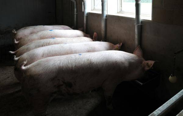Gesunde Gliedmaßen bei Schweinen in drei Punkten