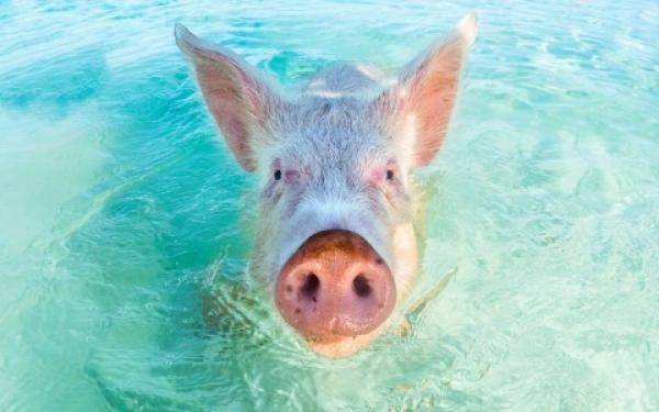 Hittestress bij varkens: een update 