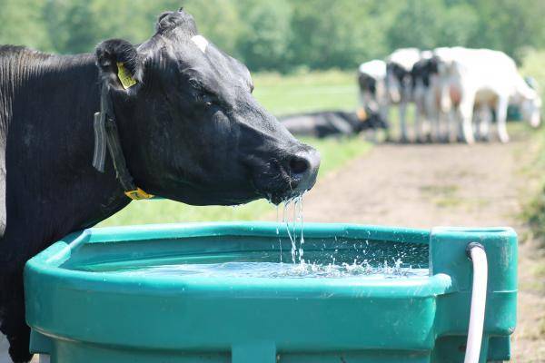 Hitzestress bei Rindern: Wie können wir es bekämpfen?