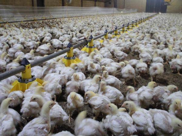 How to address bone problems in coccidiosis-infected broilers?