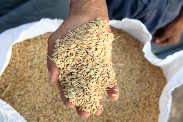 Inzicht voor de oogst: introductie van de Mycotoxin Prediction Tool