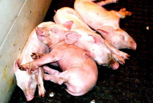 Kältestress bei Schweinen: Besonderes Augenmerk auf Luft - Wasser - Futter!