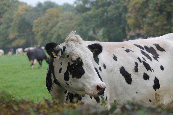 Laag eiwit rantsoenen melkvee: kunnen darmverteerbare aminozuren helpen?