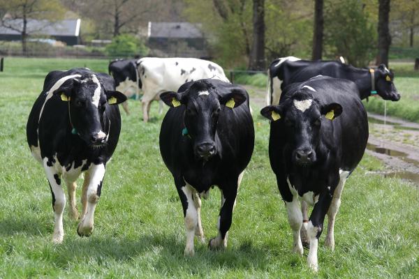 Maiskuilen vormen in 2023 een risico voor de melkveebedrijven in Benelux