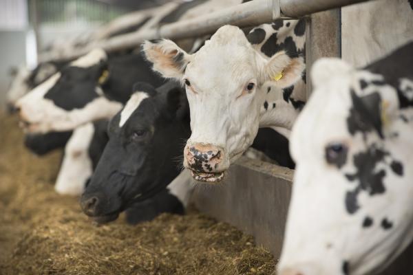 Mycotoxinen bij koeien – mythes en feiten