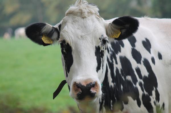 Mykotoxine sind auch ein Risiko für Wiederkäuer