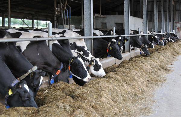 Ronozyme Rumistar erhöht die Verdaulichkeit von Maissilage