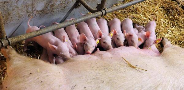 Roughage feeding in organic pig farming