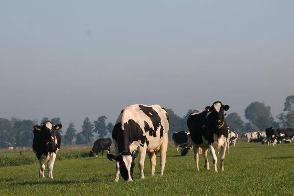 Tackling claw problems in dairy cattle