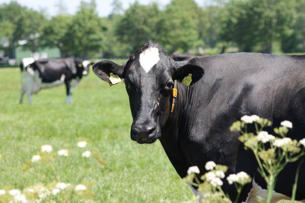 Verbeter vruchtbaarheid melkvee met antioxidanten