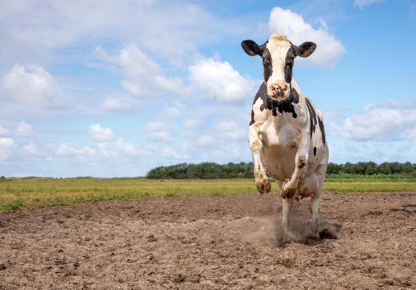 Vruchtbaarheid van melkvee verbeteren met ß-caroteen