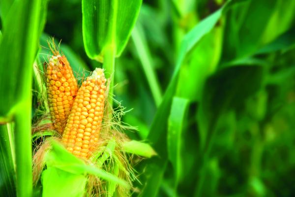 Waarschuwing: opgelet voor sterk verhoogde mycotoxine gehalten in maïs en maïskuil nieuwe oogst 